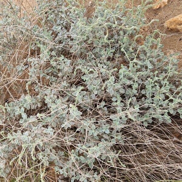 Heliotropium longiflorum Habit