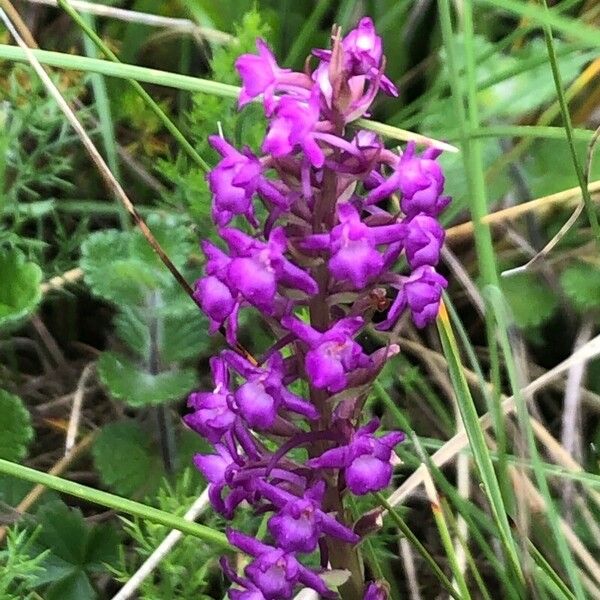 Gymnadenia conopsea Blomst