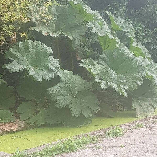 Gunnera tinctoria Blad