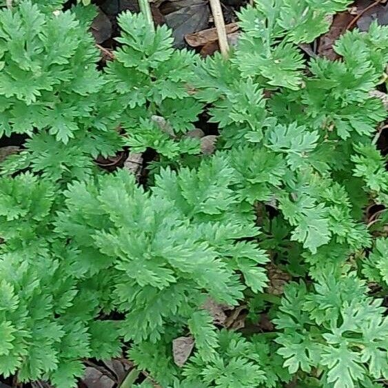 Anthriscus cerefolium Blad