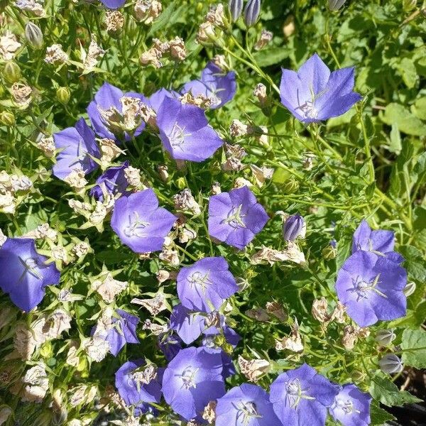 Campanula carpatica Cvet