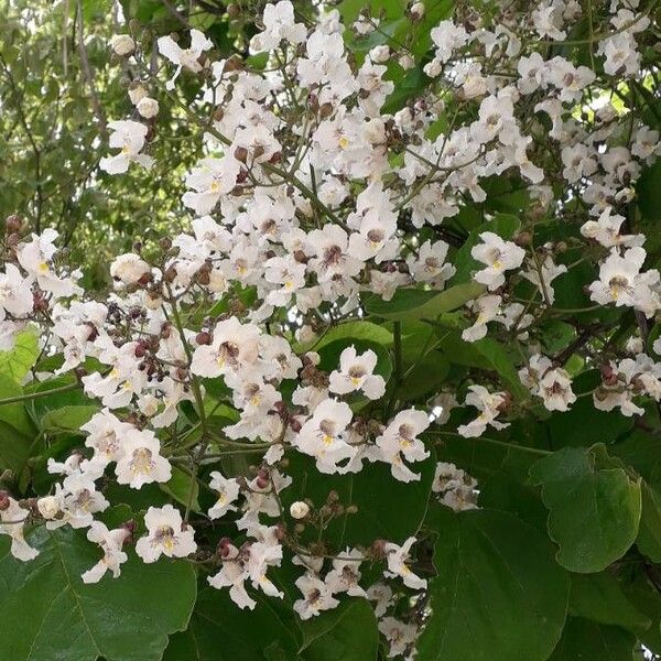 Catalpa bignonioides ᱵᱟᱦᱟ