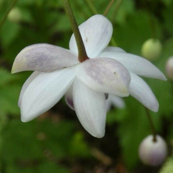 Anemonopsis macrophylla Flower