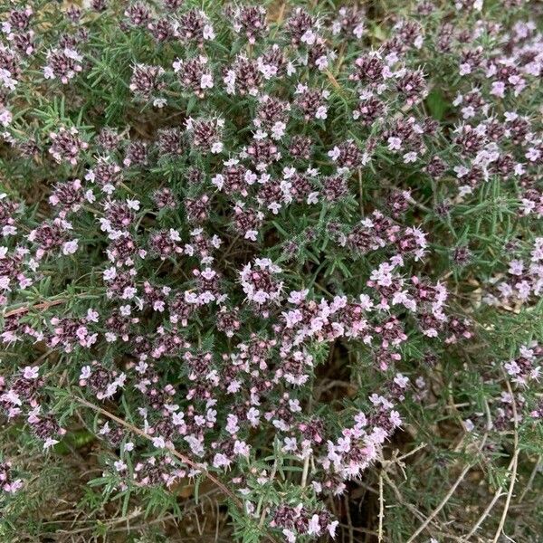 Thymus algeriensis Blomma