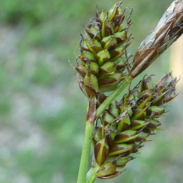 Carex depressa Flower