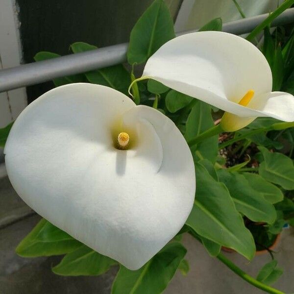 Zantedeschia aethiopica ᱵᱟᱦᱟ