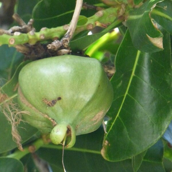 Barringtonia asiatica Ovoce