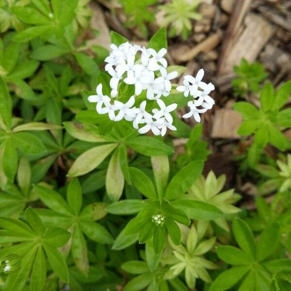 Galium odoratum Kwiat