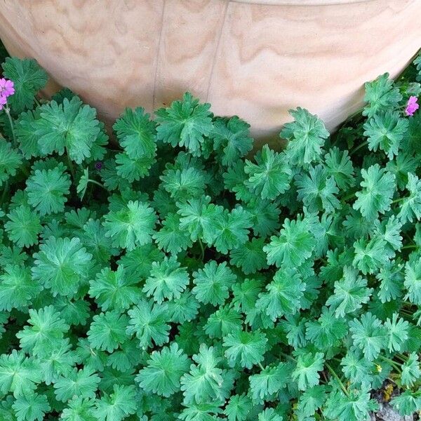 Geranium molle Hábito