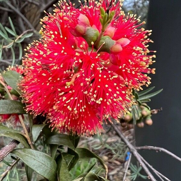 Melaleuca fulgens Flor