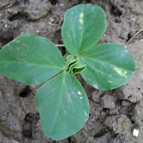 Vicia faba Liść