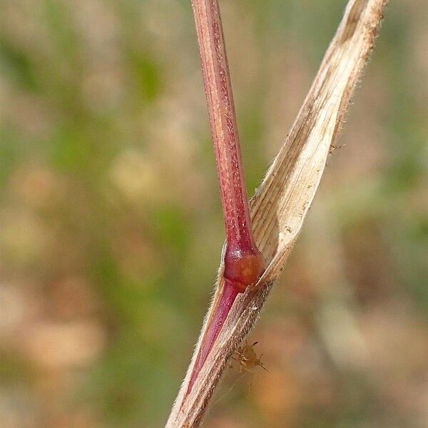 Bromus tectorum Кора