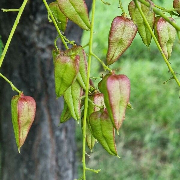 Koelreuteria elegans Blüte