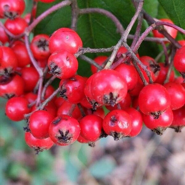 Cotoneaster coriaceus ഫലം