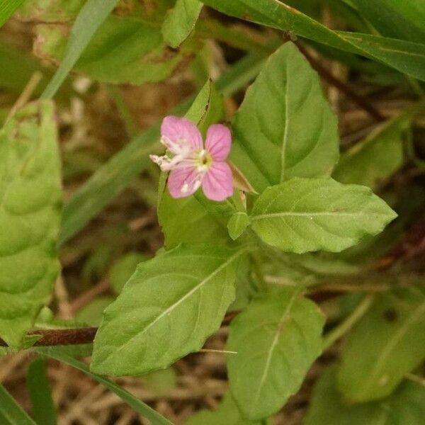 Oenothera rosea Floare