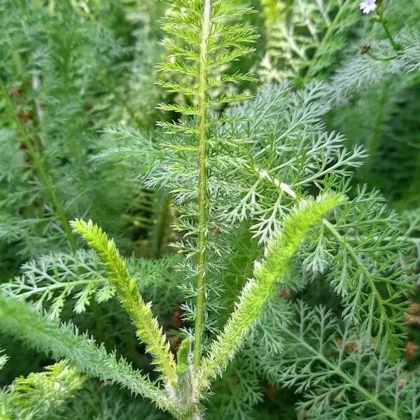 Achillea distans Folha