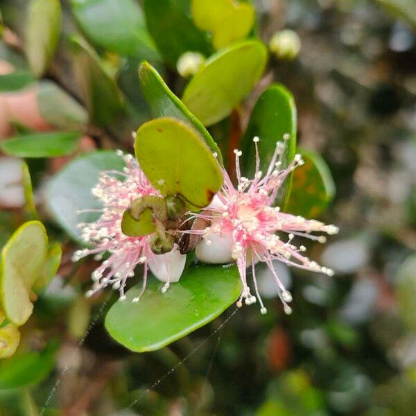 Eugenia buxifolia 花