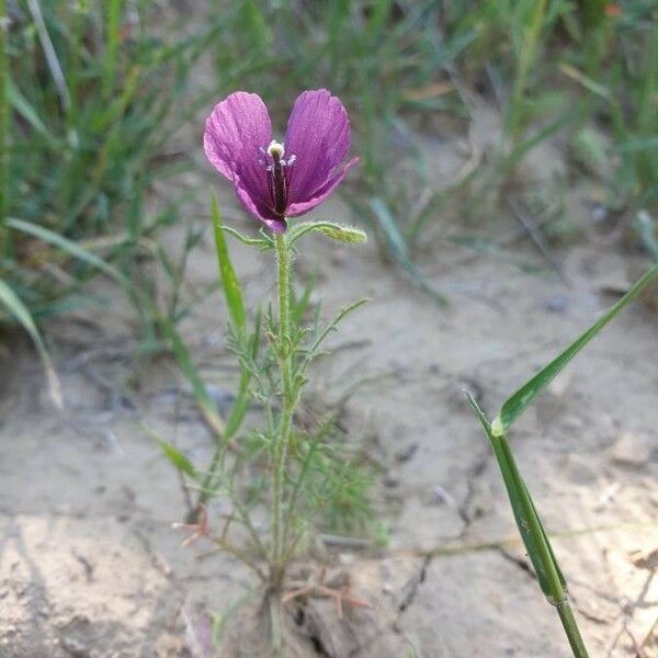 Roemeria hybrida Характер