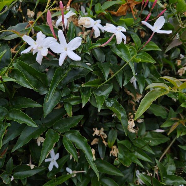 Jasminum officinale عادت داشتن