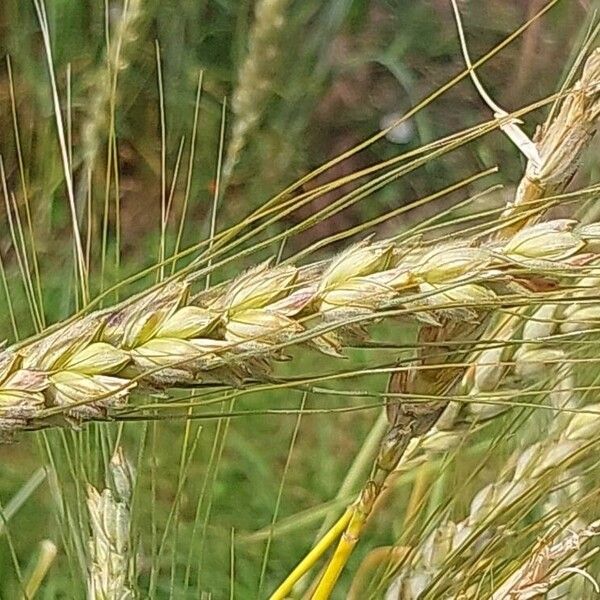 Triticum turgidum Frukt