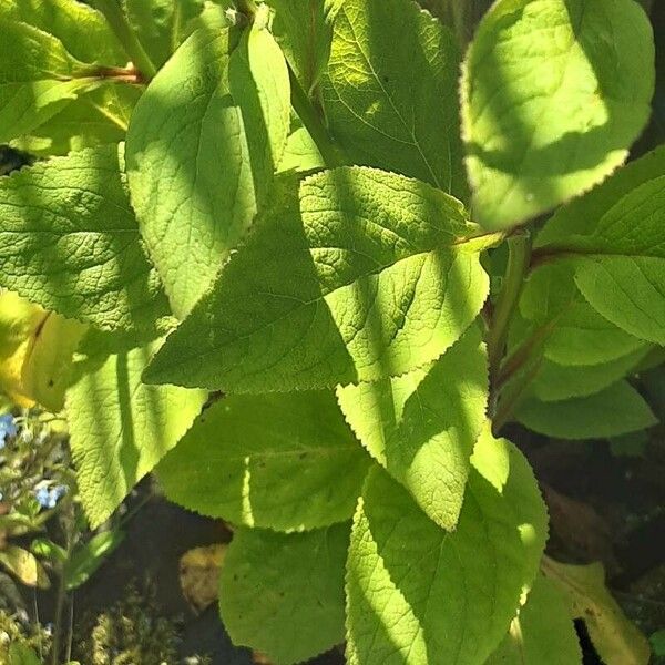 Digitalis grandiflora Leaf