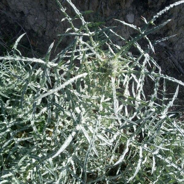 Galactites tomentosus Blad