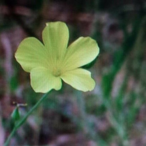 Linum maritimum 花