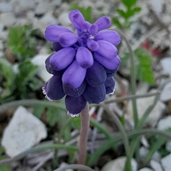 Muscari neglectum Flower