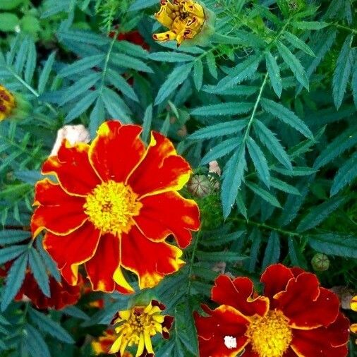 Tagetes erecta Flower