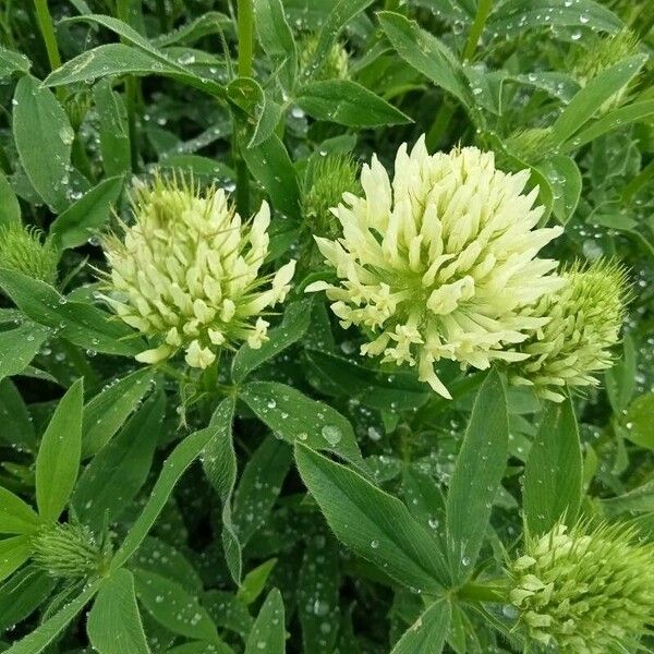 Trifolium pannonicum Кветка