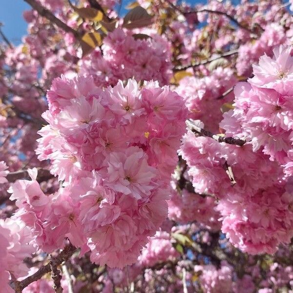 Prunus serrulata Blüte