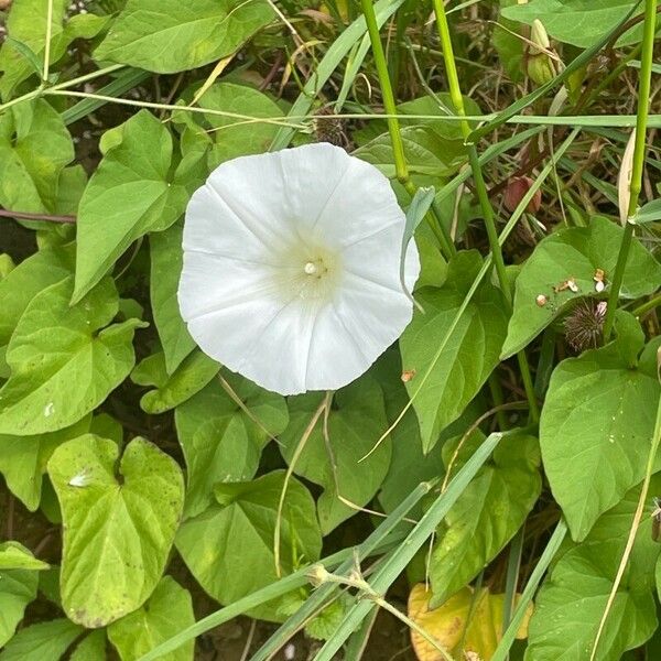 Convolvulus silvaticus പുഷ്പം