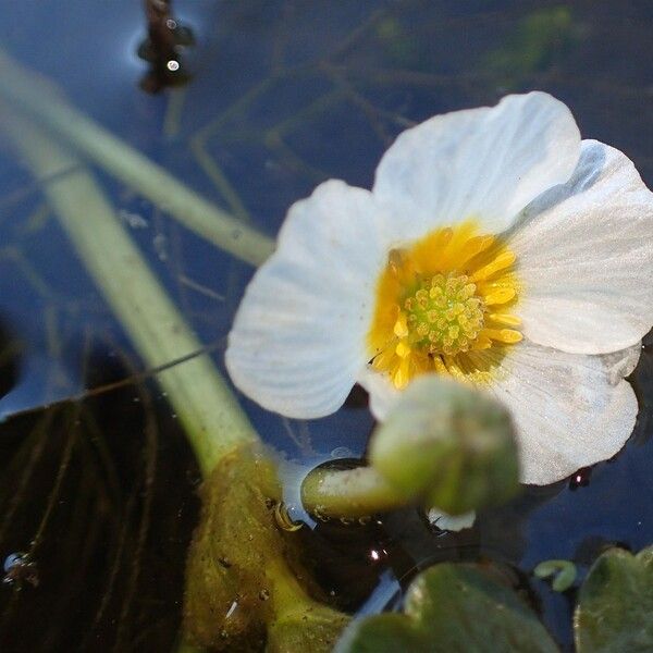 Ranunculus peltatus Flower