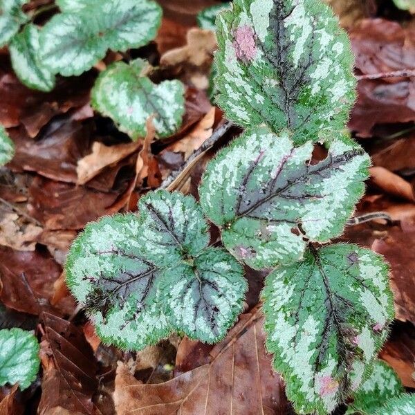 Lamium galeobdolon Fuelha