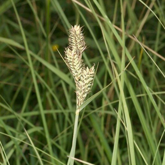 Carex buxbaumii 果實