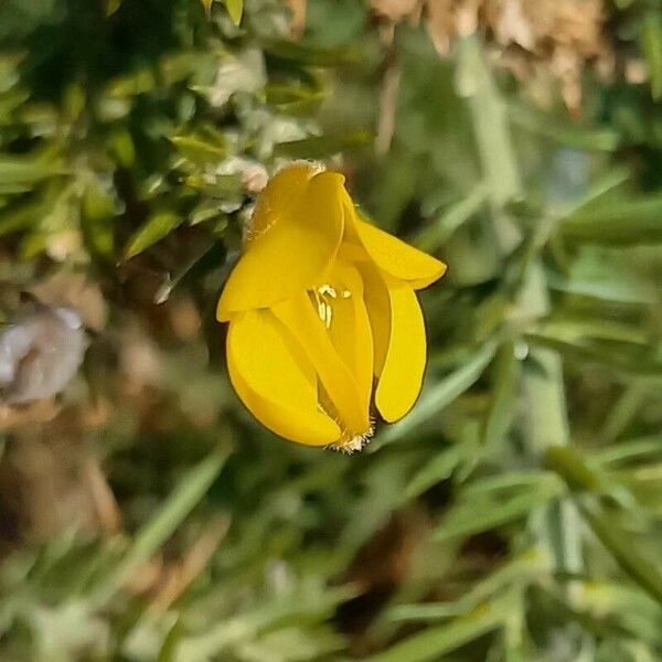 Ulex europaeus Fiore