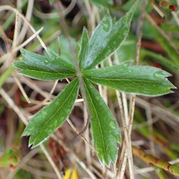 Potentilla aurea Levél