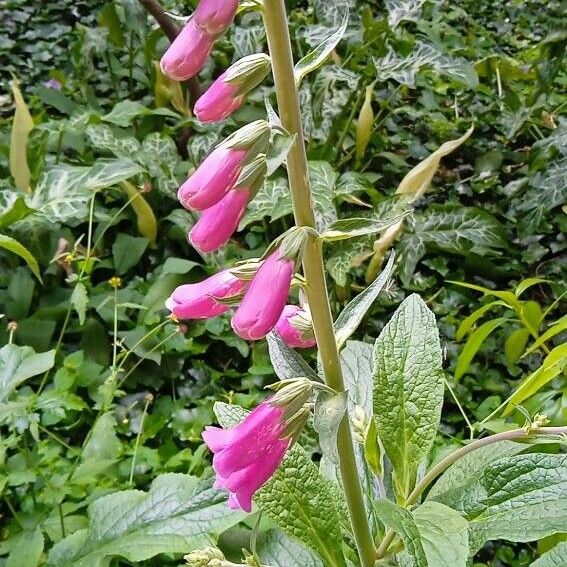 Digitalis thapsi പുഷ്പം