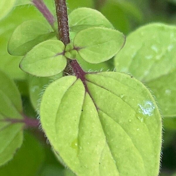 Origanum vulgare Φύλλο