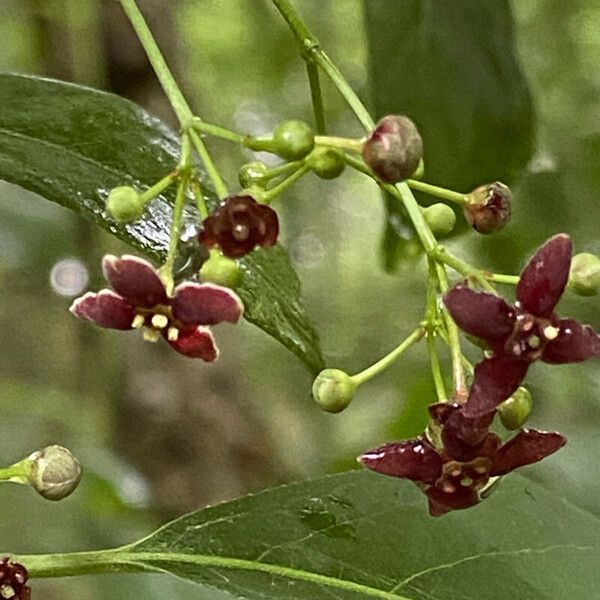 Euonymus atropurpureus Flower