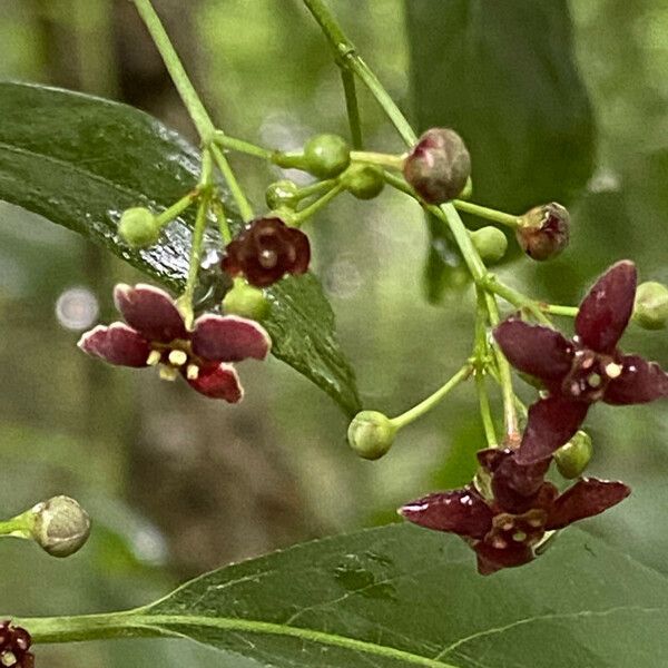 Euonymus atropurpureus Кветка