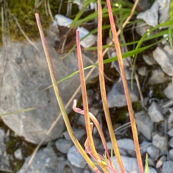 Epilobium dodonaei Owoc