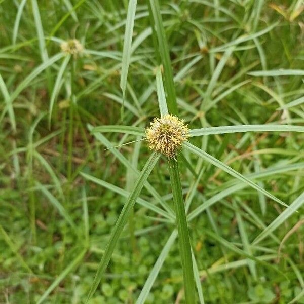 Cyperus melanospermus Lorea