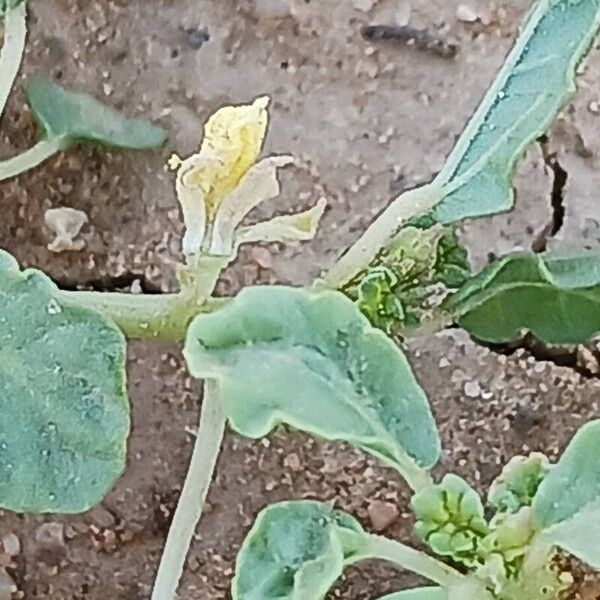 Corchorus depressus Bloem