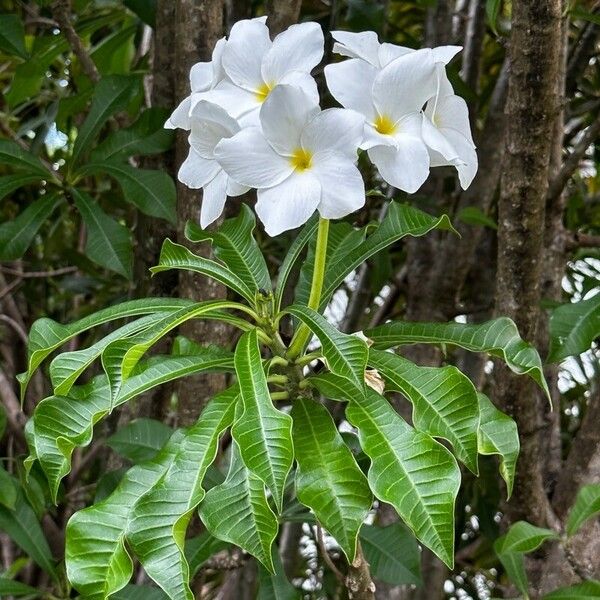 Plumeria pudica Flor