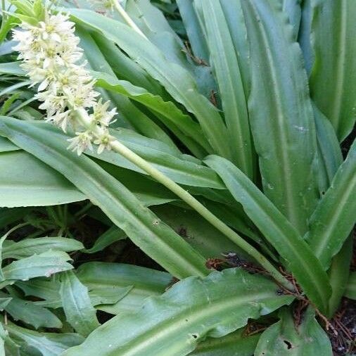 Eucomis autumnalis 花