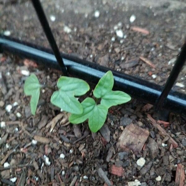 Ipomoea indica Листок