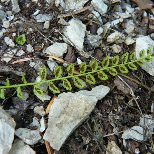 Asplenium viride Lapas