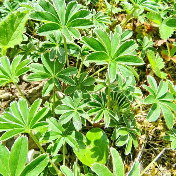 Alchemilla plicata Vekstform