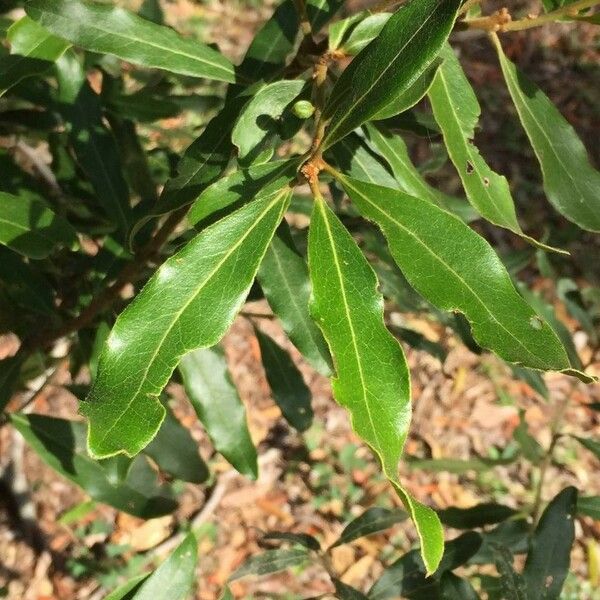 Diospyros mespiliformis Foglia